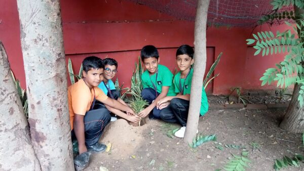 Tree Plantation